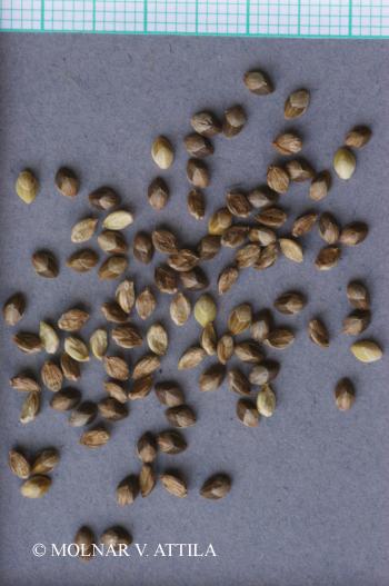 Setaria pumila (Poir.) Schult. 3.Image