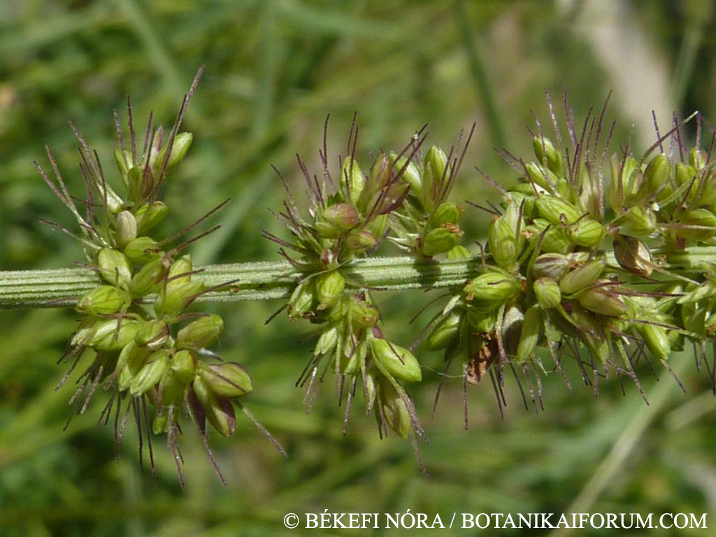 Setaria verticillata (L.) Beauv.