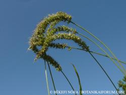 Setaria verticillata (L.) Beauv. 2.Image