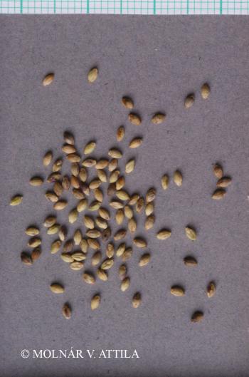 Setaria verticillata (L.) Beauv. 3.Image