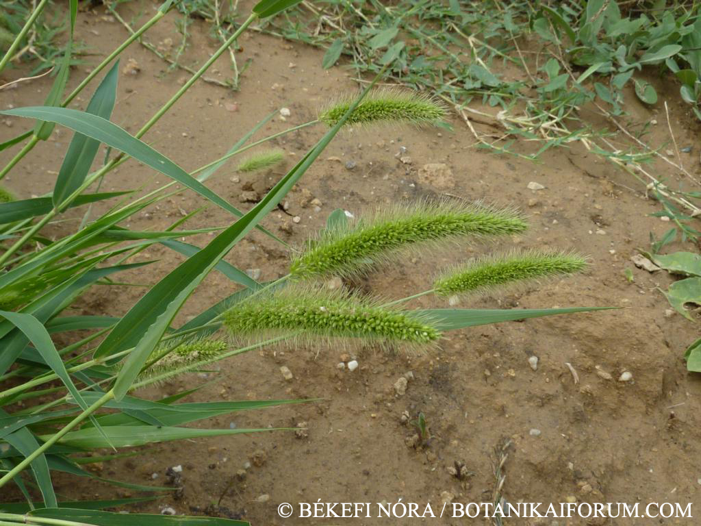 Setaria viridis (L.) Beauv.