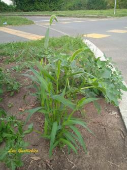 Setaria viridis (L.) Beauv. 2.Image