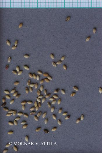 Setaria viridis (L.) Beauv. 3.Image