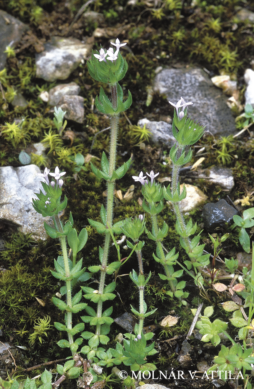 Sherardia arvensis L.