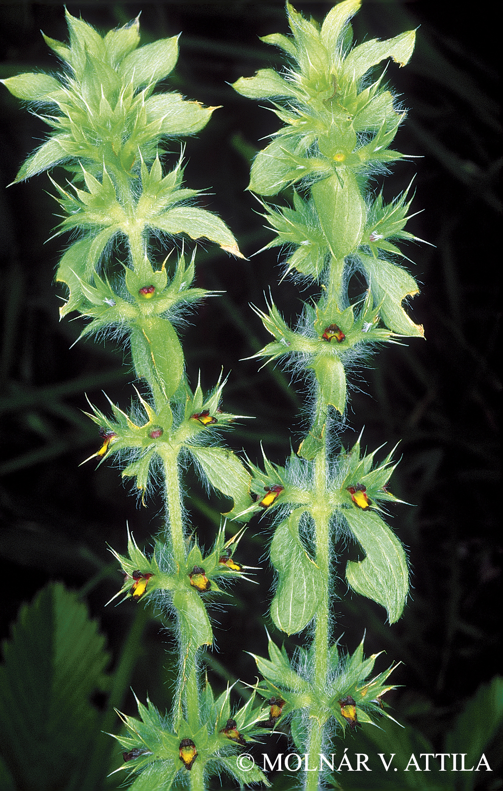 Sideritis montana L.