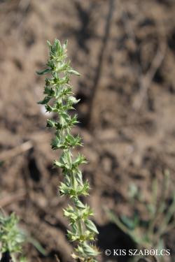 Sideritis montana L. 2.Image