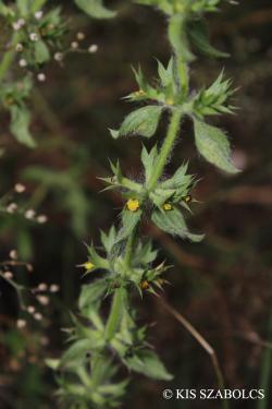 Sideritis montana L. 3.Image