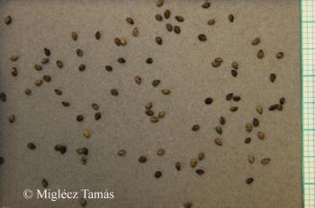 Sideritis montana L. 4.Image