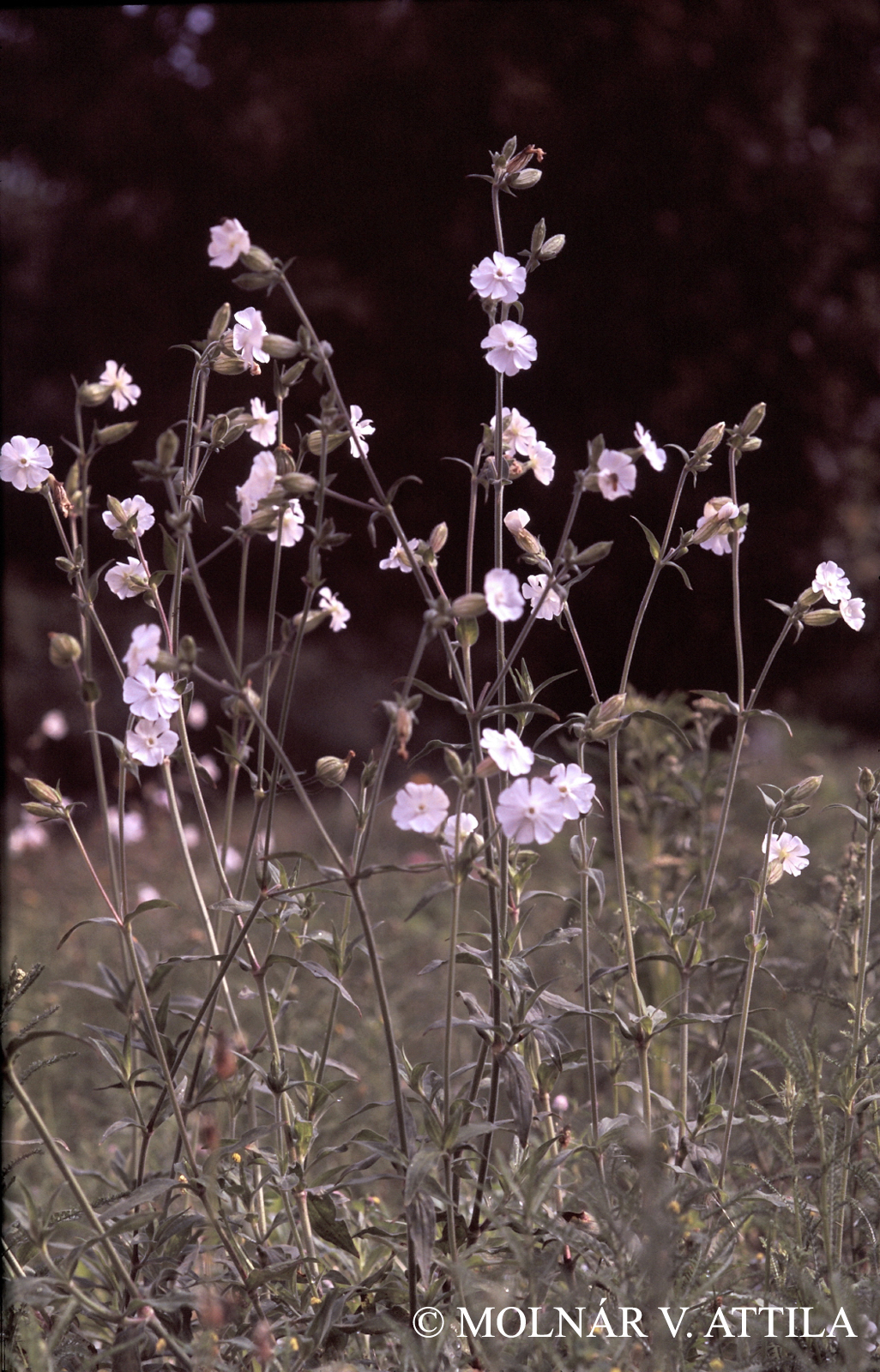 Silene alba (Mill.) E.H.L. Krause