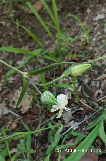 Silene alba (Mill.) E.H.L. Krause 3.Image