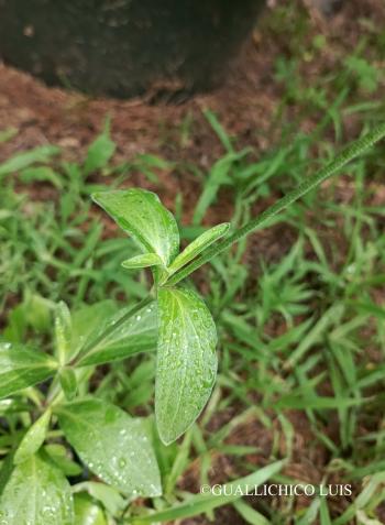 Silene alba (Mill.) E.H.L. Krause 4.Image