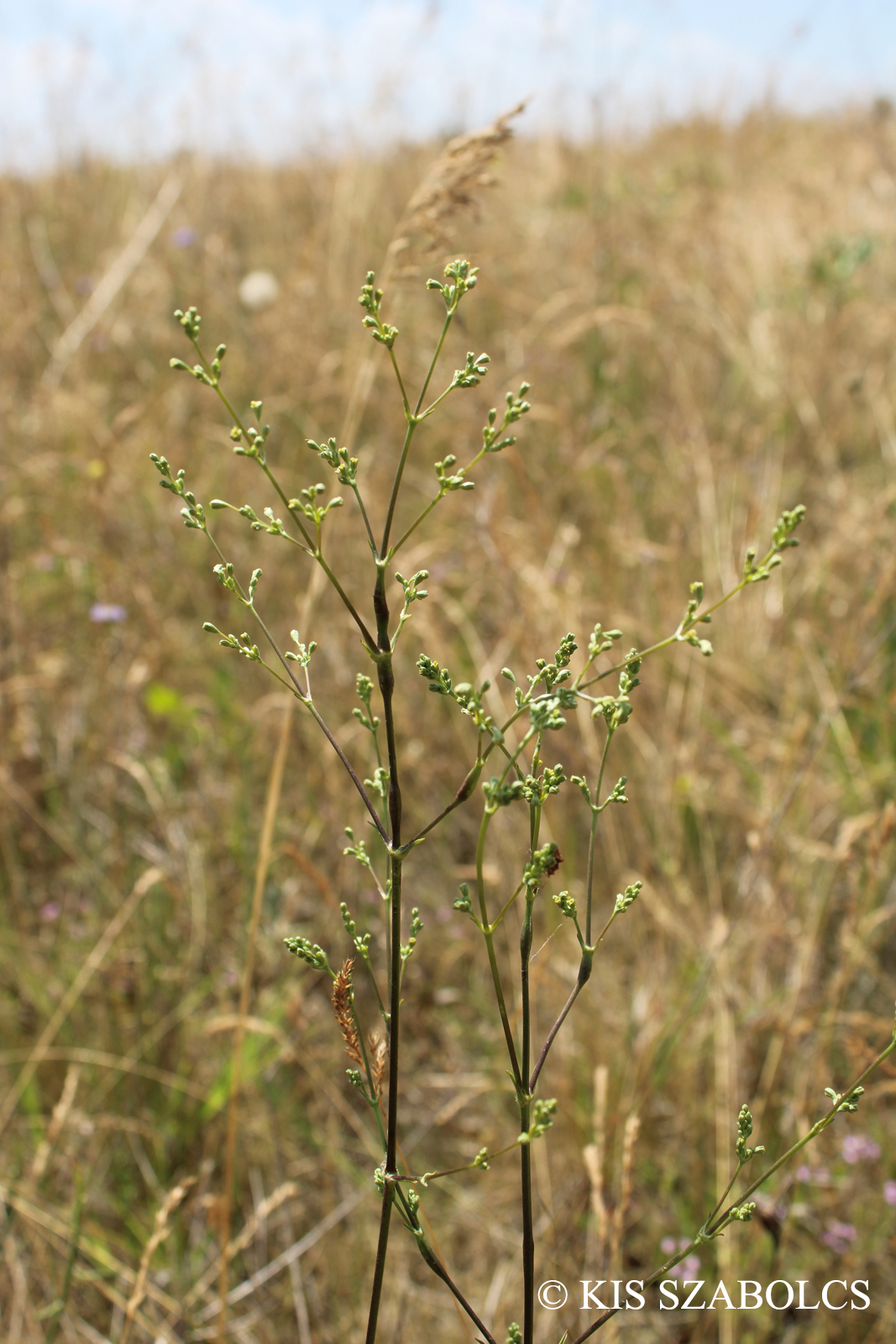 Silene borysthenica (Gruner) Walters