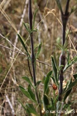 Silene borysthenica (Gruner) Walters 2.Image
