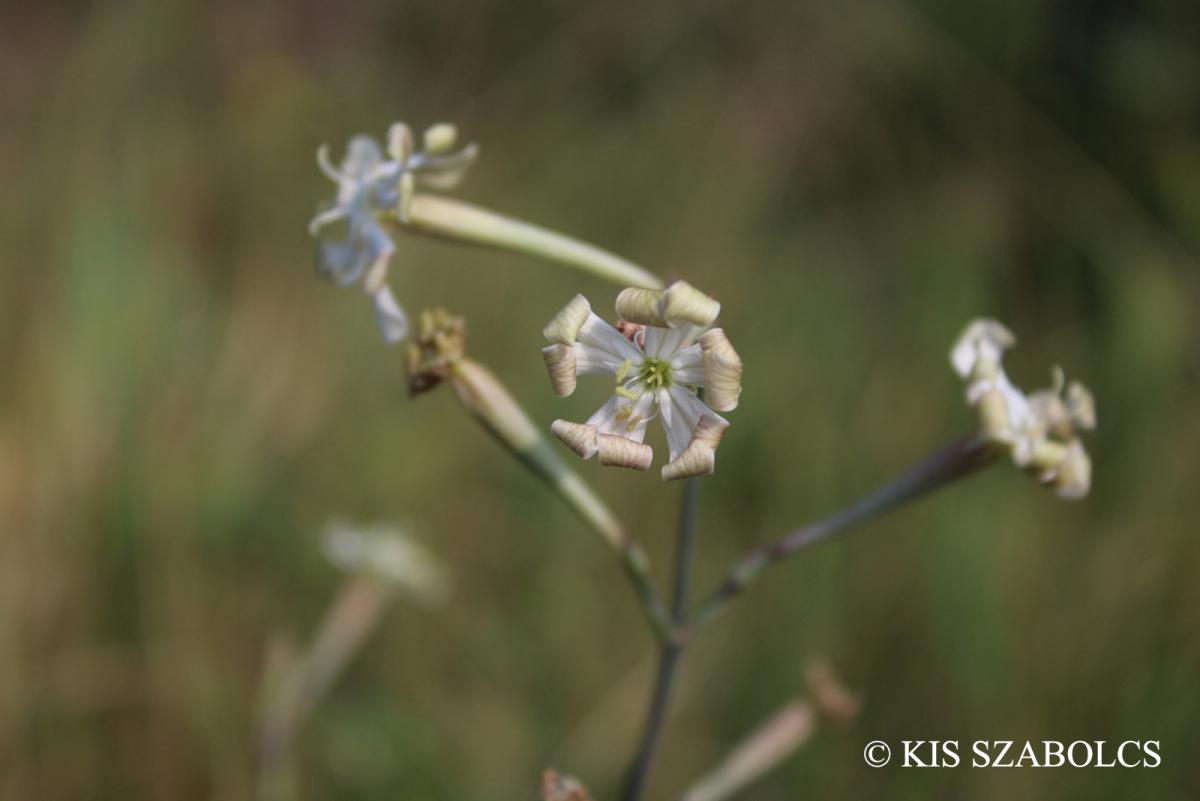 Silene bupleuroides L.