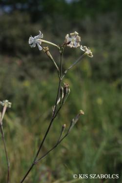 Silene bupleuroides L. 2.Image