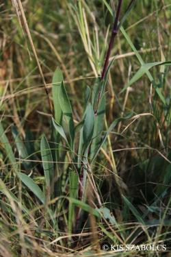 Silene bupleuroides L. 3.Image
