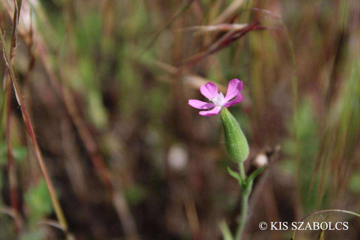 Silene conica L.