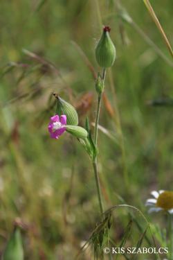 Silene conica L. 2.Image