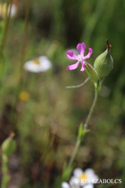 Silene conica L. 3.Image