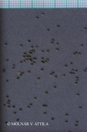 Silene conica L. 4.Image