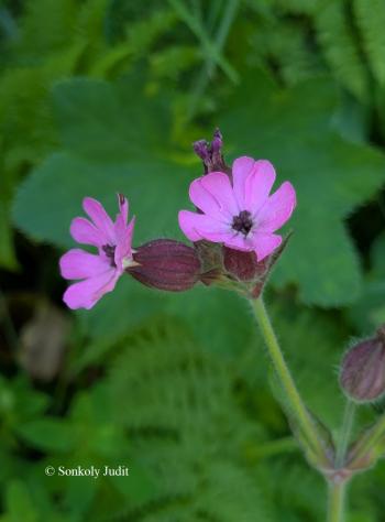 Silene dioica (L.) Clairv. 3.Kép
