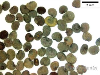 Silene dioica (L.) Clairv. 2.Image