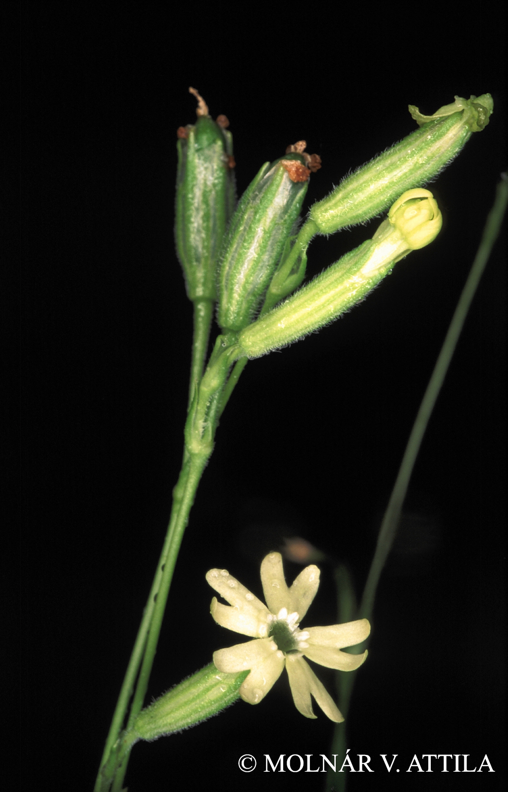 Silene flavescens Waldst. et Kit.