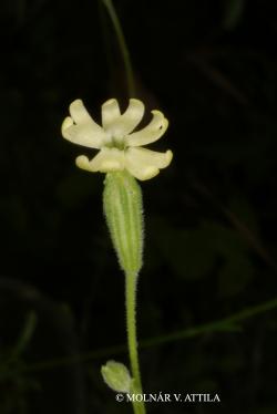 Silene flavescens Waldst. et Kit. 2.Image