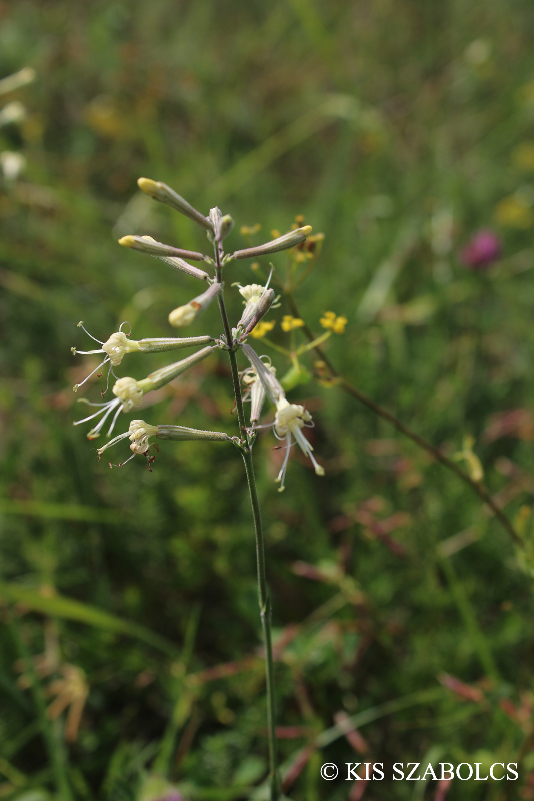 Silene multiflora (Waldst. et Kit.) Pers.