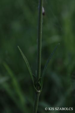 Silene multiflora (Waldst. et Kit.) Pers. 2.Image