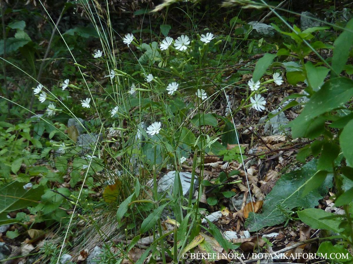 Silene nemoralis Waldst. et Kit.