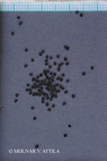 Silene nemoralis Waldst. et Kit. 2.Image