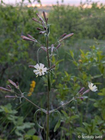 Silene nemoralis Waldst. et Kit. 3.Kép