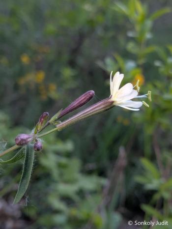 Silene nemoralis Waldst. et Kit. 4.Kép