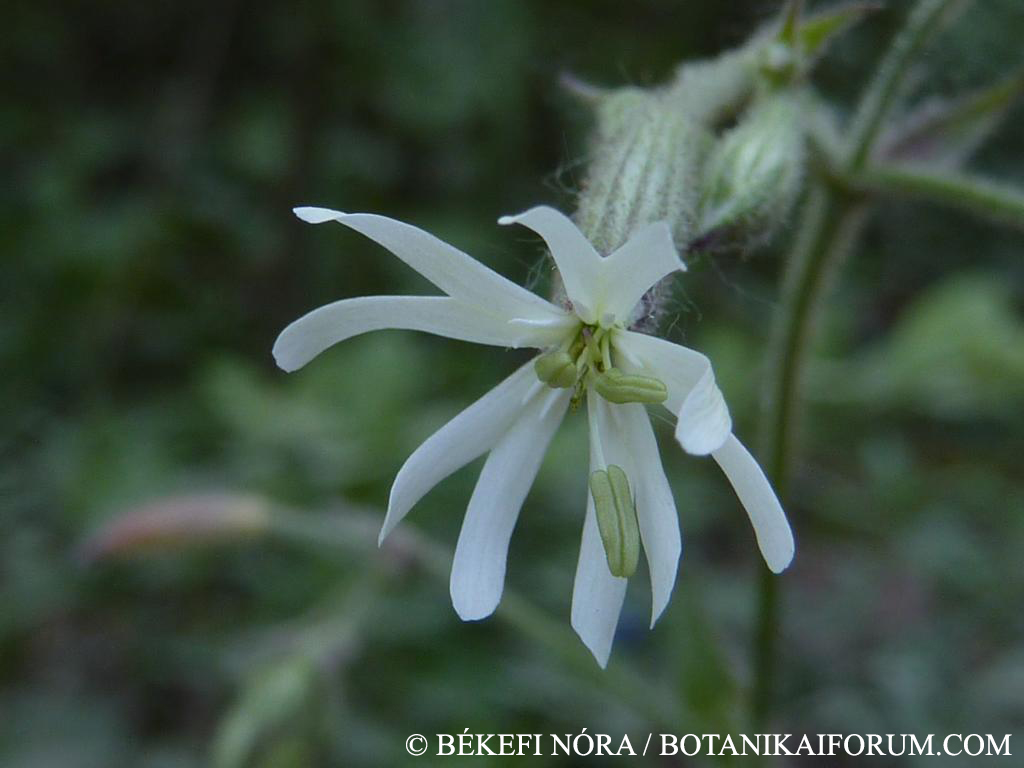 Silene nutans L.