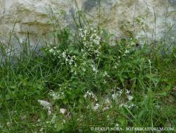 Silene nutans L. 2.Image
