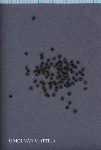 Silene nutans L. 3.Image