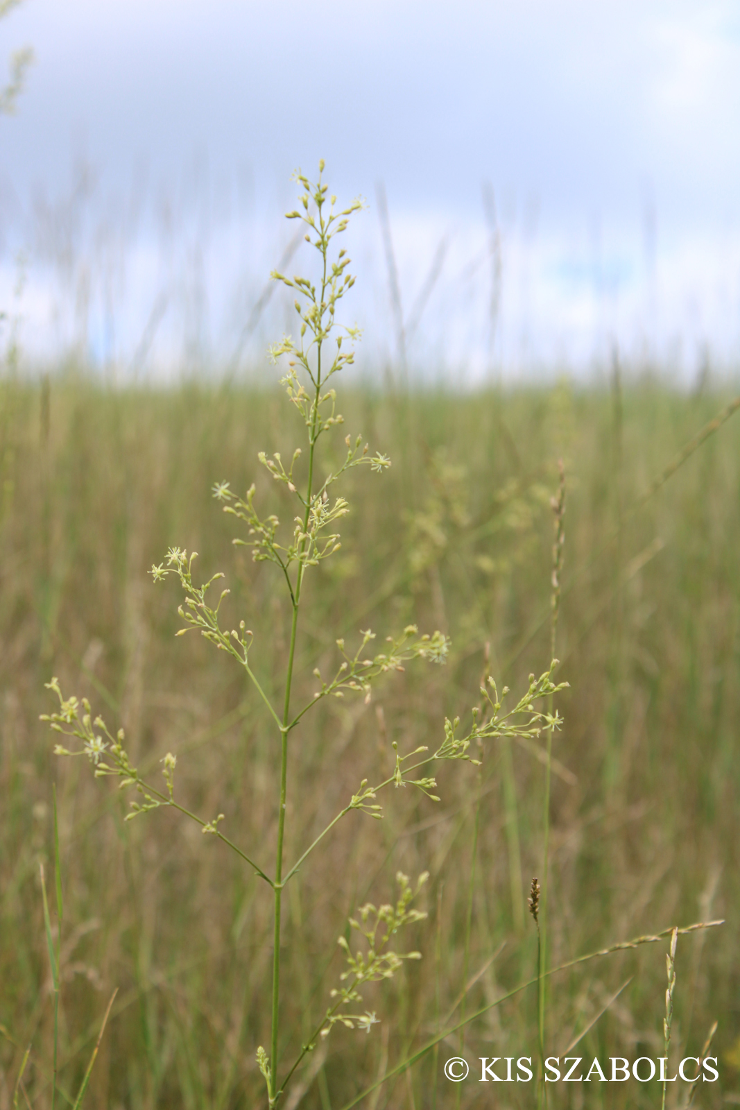 Silene otites (L.) Wibel s. l.