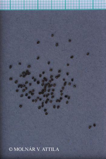 Silene otites (L.) Wibel s. l. 2.Image