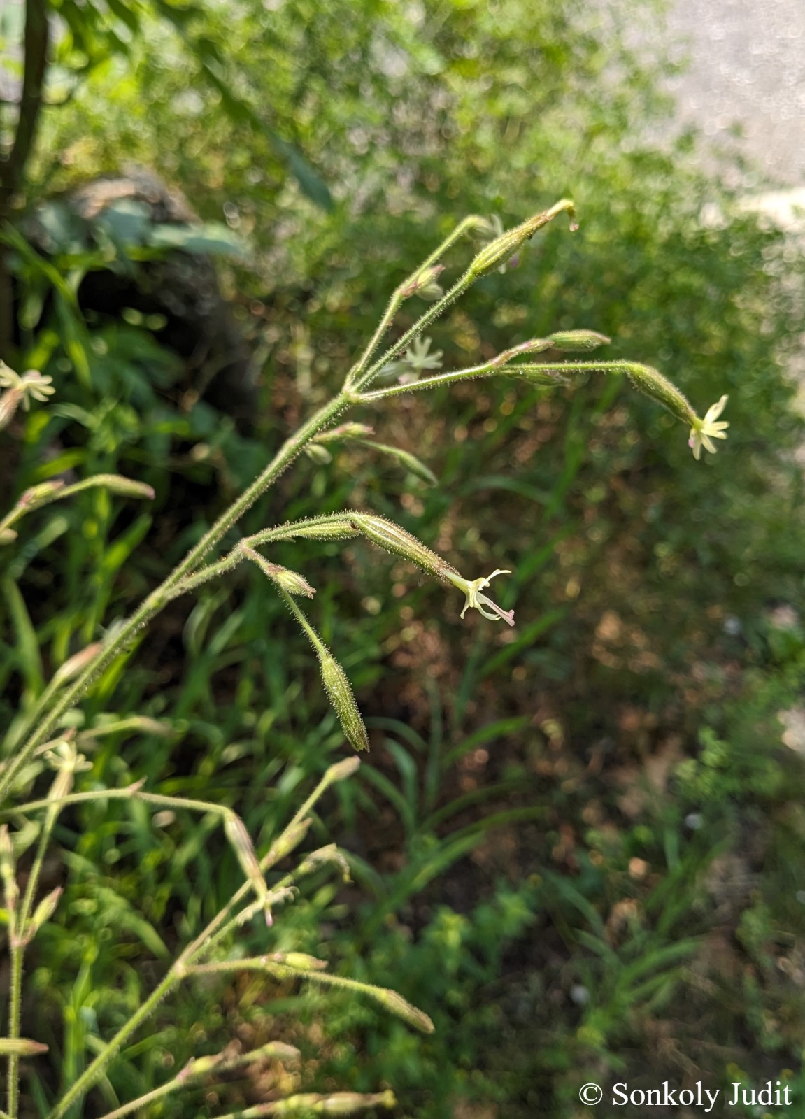 Silene viridiflora L.