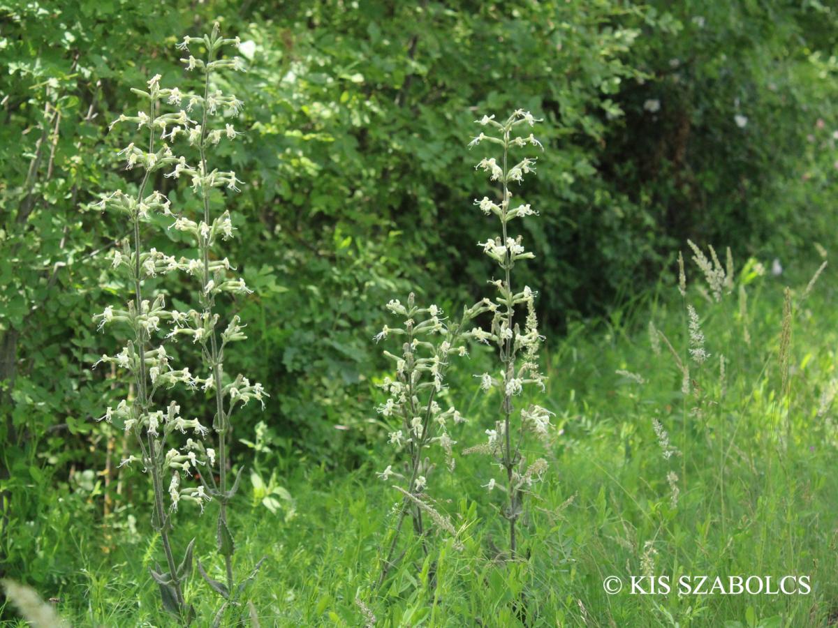 Silene viscosa (L.) Pers.