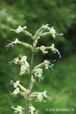 Silene viscosa (L.) Pers. 2.Image