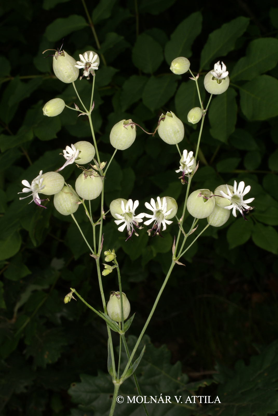 Silene vulgaris (Moench) Garcke