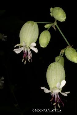 Silene vulgaris (Moench) Garcke 2.Image