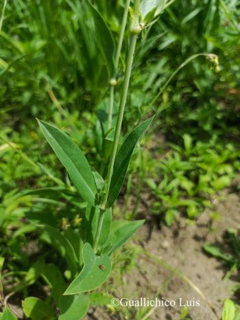 Silene vulgaris (Moench) Garcke 4.Image