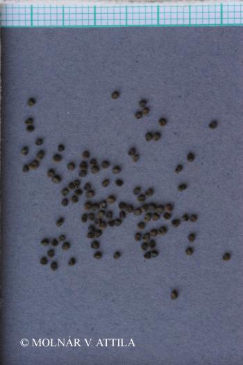 Silene vulgaris (Moench) Garcke 3.Image