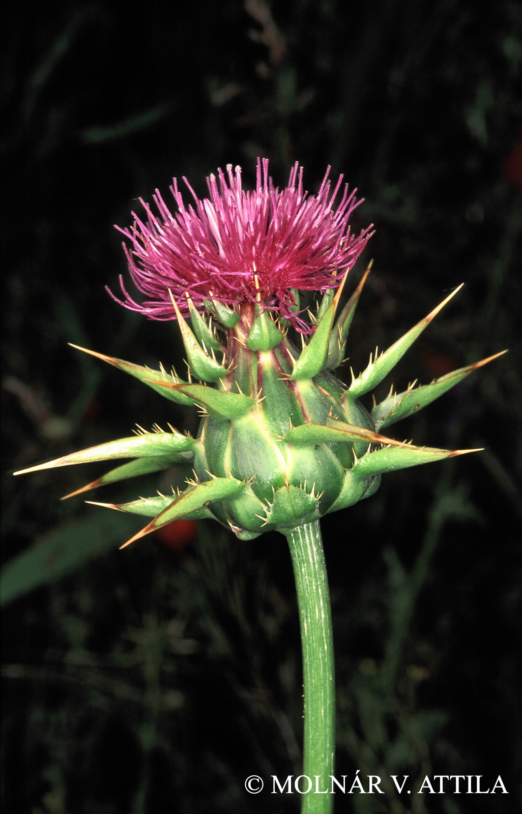 Silybum marianum (L.) Gaertn.