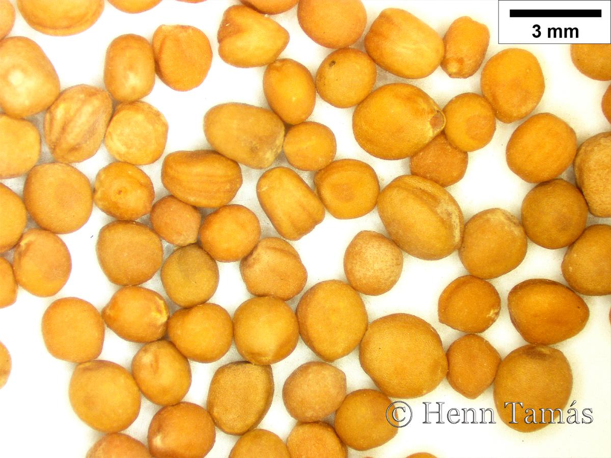 Sinapis alba L.