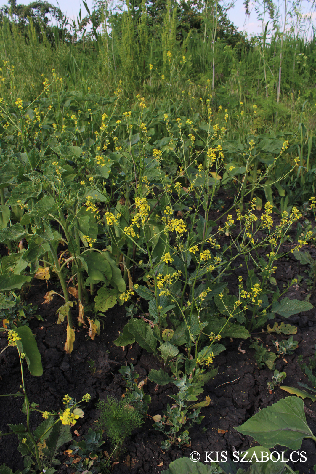 Sinapis arvensis L.