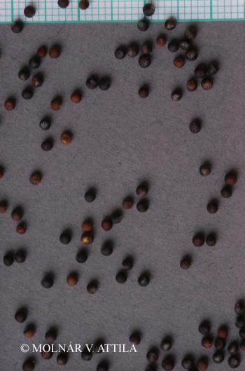 Sinapis arvensis L. 3.Image
